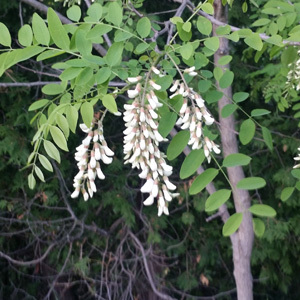 Robinia Pseudoacacia 'Black Locust' Seeds